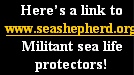 Here’s a link to www.seashepherd.org
Militant sea life protectors!